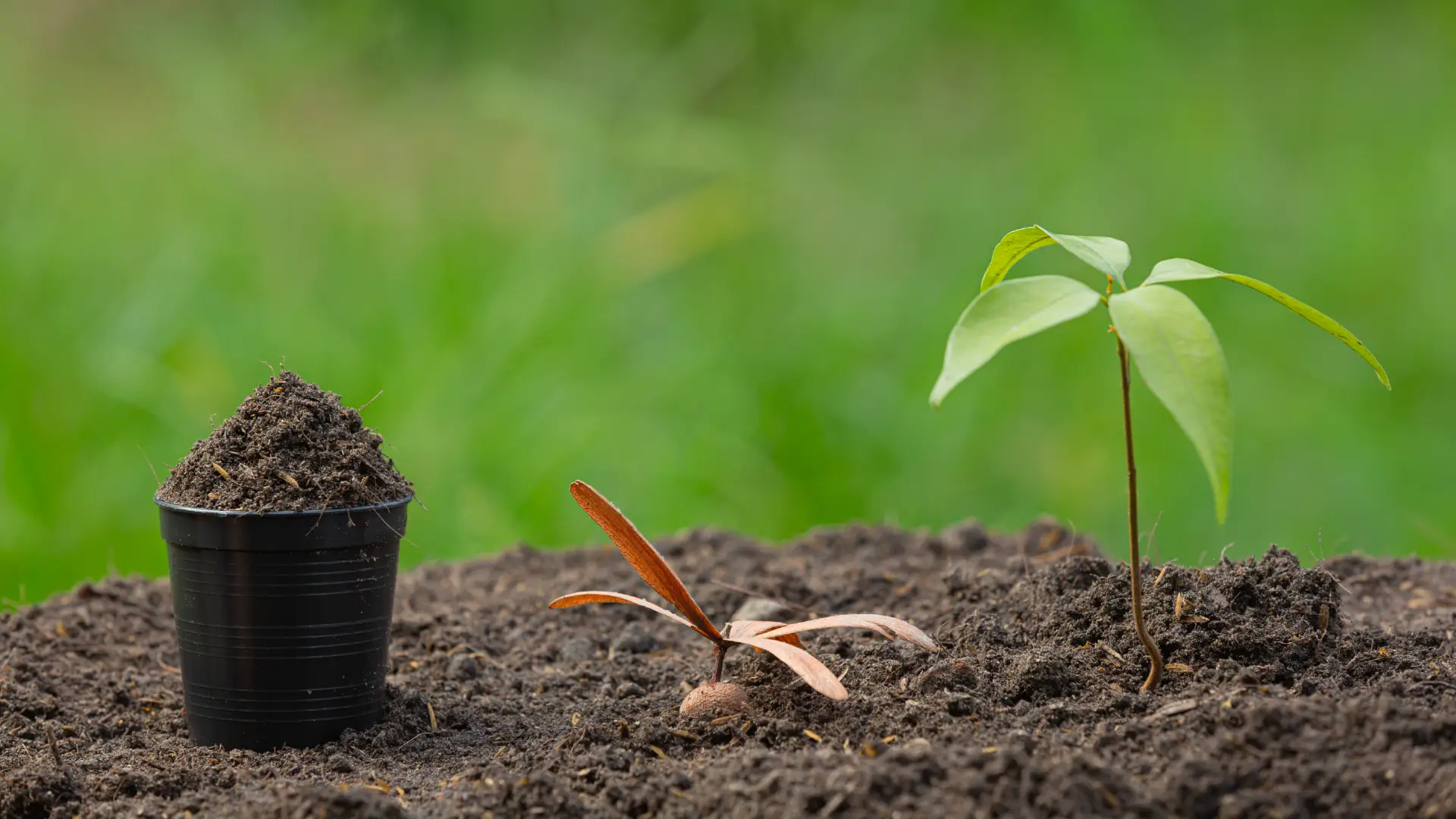 Kokler Gucluyse Gelecek Yeserir